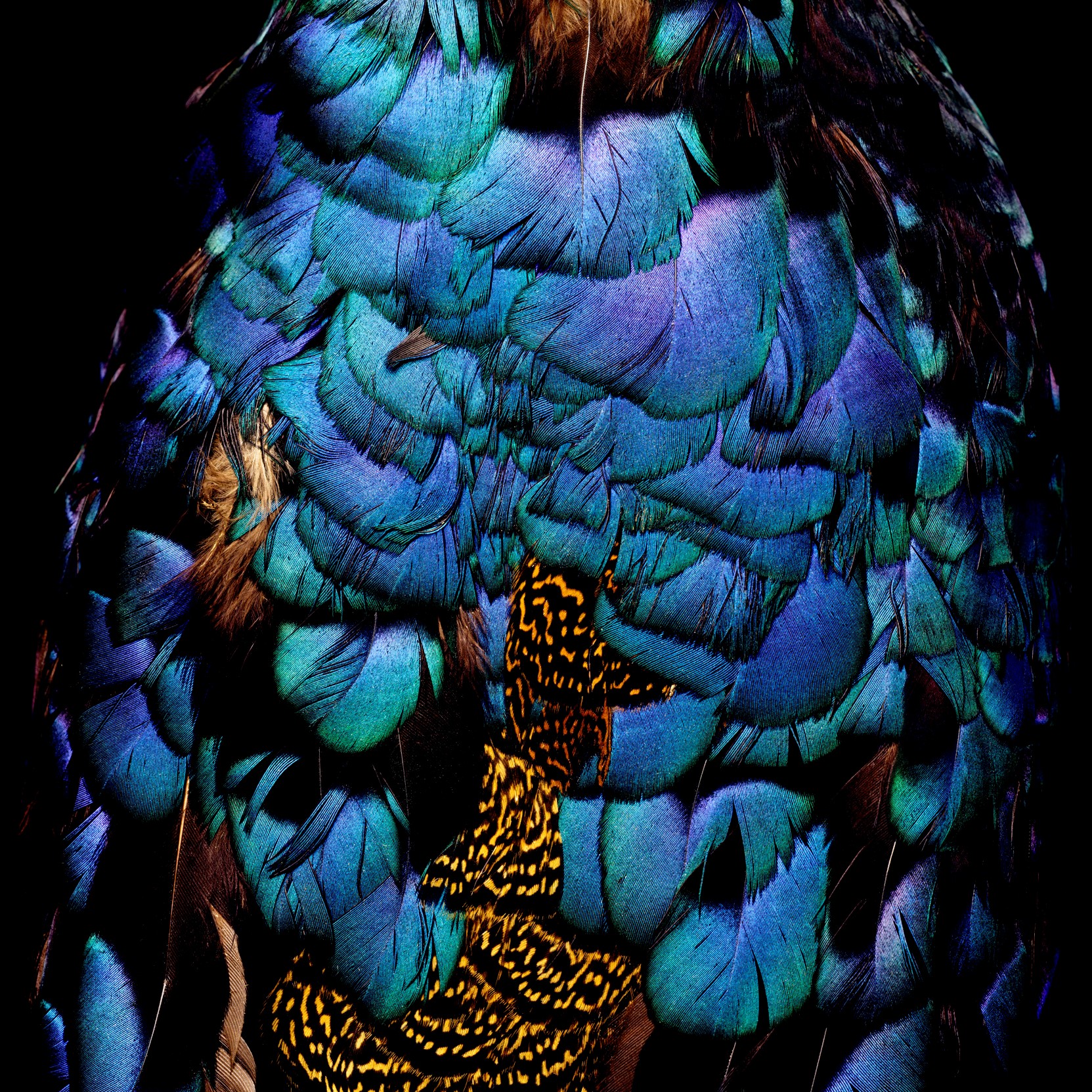 Palawan Peacock Pheasant